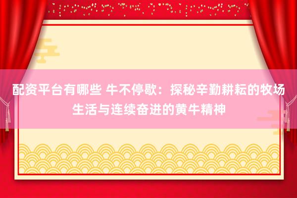 配资平台有哪些 牛不停歇：探秘辛勤耕耘的牧场生活与连续奋进的黄牛精神